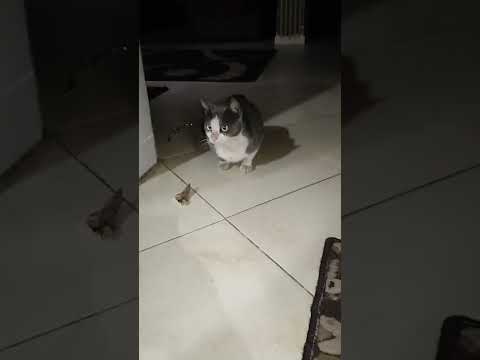 كنت بدور على مرعي ولقيته