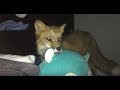 Riot the red fox is not dead
