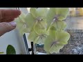 Орхидеи-хобби выходного дня