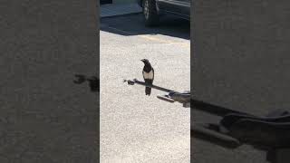 Black-billed magpie calling out for his buddies and they came running!