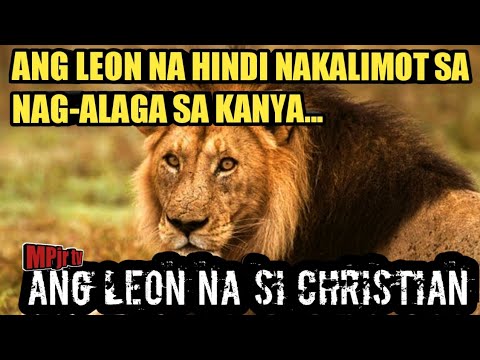 Video: Paano Masakop Ang Isang Taong Leon