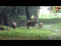 Long time with spotted deer at  duars forest