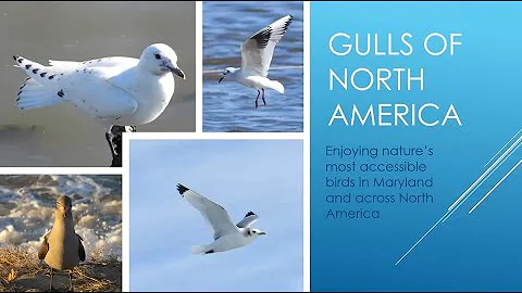 Gulls of North America - Fred Shaffer, 2/16/2022