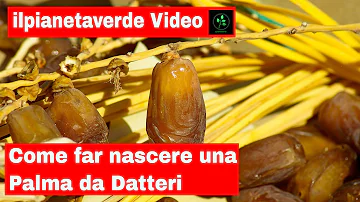 Quando piantare palma da datteri?