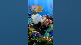 Ikan hiyas dalam aquarium..#ikan#ikanglofish fish#ikanhiyas#aquarium a7