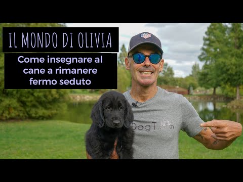 Video: Come insegnare al tuo alano a rimanere