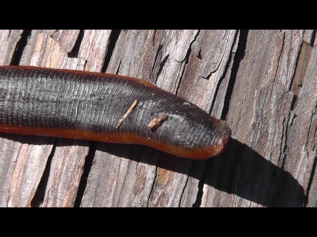 🐝 Giant Carnivorous Mountain Leech - Real Japan Monsters 