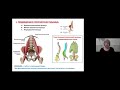4 Лекция. Мышцы таза и бедра