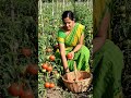 लाल-लाल टमाटरों से भरा खेत 🍅😍 #youtubeshorts #trendingshorts #viralvideo