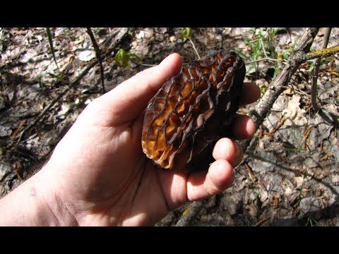 Видео: Сморчки. Типовой лес где их искать