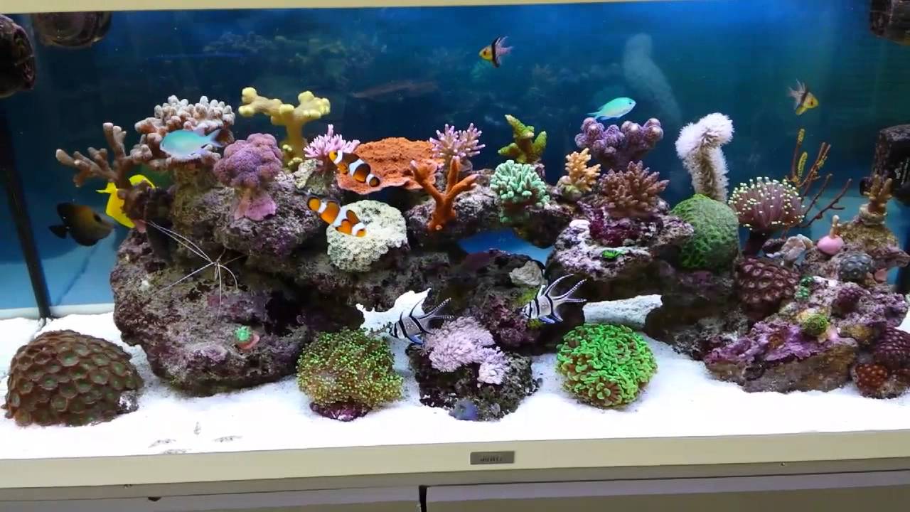 Update juwel rio 180 marine - YouTube