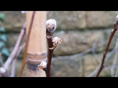 ভিডিও: কোসুই এশিয়ান নাশপাতি কী: কোসুই এশিয়ান নাশপাতি কীভাবে বাড়ানো যায়