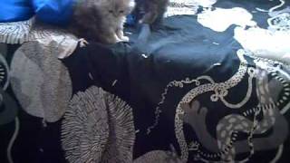 котята персидской шиншиллы котята персидской шиншиллы