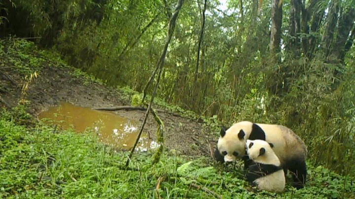 Wild giant panda mother and cub caught on camera in SW China - DayDayNews