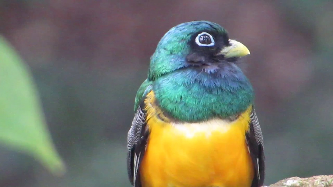 Black-throated Trogon 5 