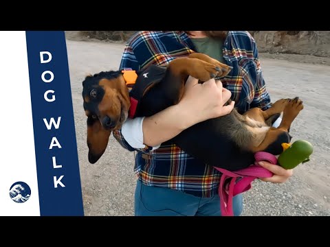 Walk With Us | Willow Beach, AZ