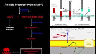 Prions | Mechanisms and Theories of Alzheimers Disease (Amyloid & Tau)