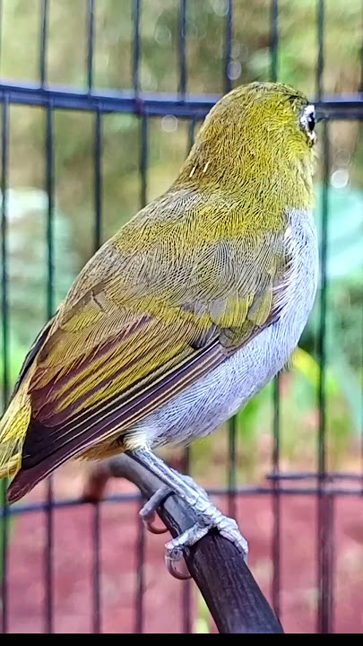 pleci betina memanggil jantan #plecigacor #kicaumania #burung