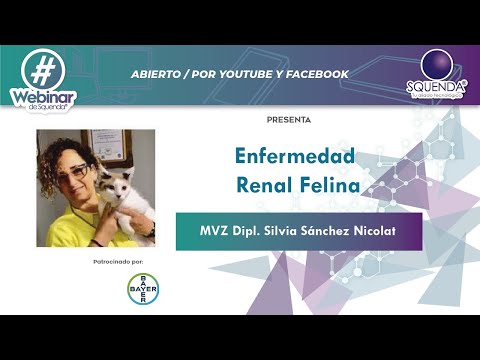 Video: Enfermedad Renal Felina: La Perspectiva De Un Veterinario