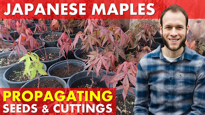 Growing Japanese Maple Trees from Seed & Rooting C...
