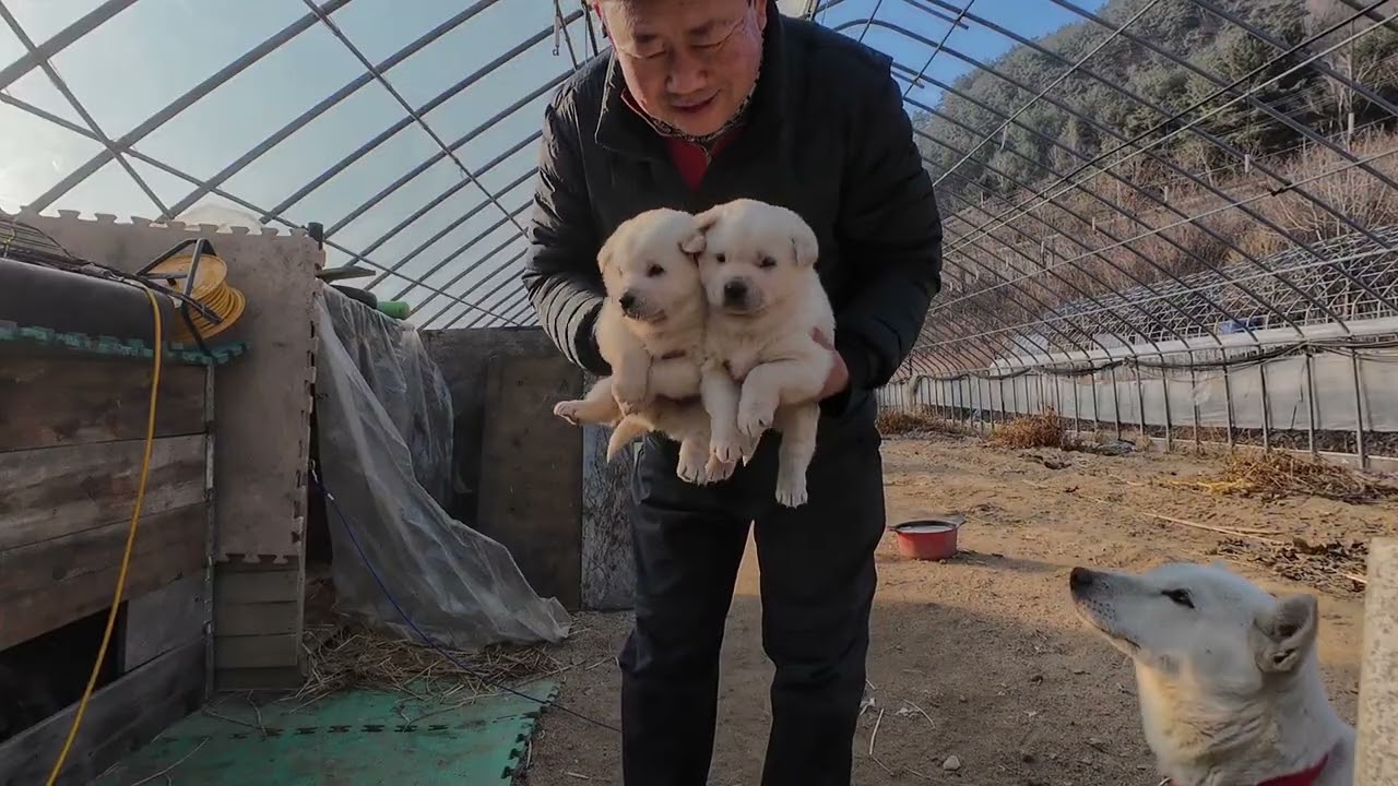 33일된 아장이들과 하루가 너무 즐겁네요,입양 하실분 문자주세요, 010-8888-7789