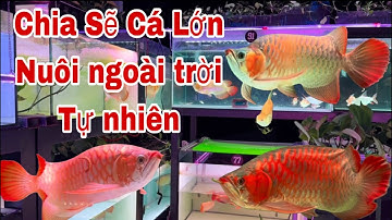 Chia Sẽ Một Số Cá Rồng Lớn - Được Nuôi Tự Nhiên Ngoài Trời - 🌾 🥰🥰