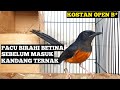 PACU BIRAHI BETINA MURAI BATU !! AGAR LANGSUNG KAWIN !!