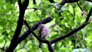 近所の公園のツミ♀20120503.avi