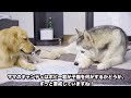 ハスキー犬から必死で子猫を守ろうとしているゴールデンレトリバー