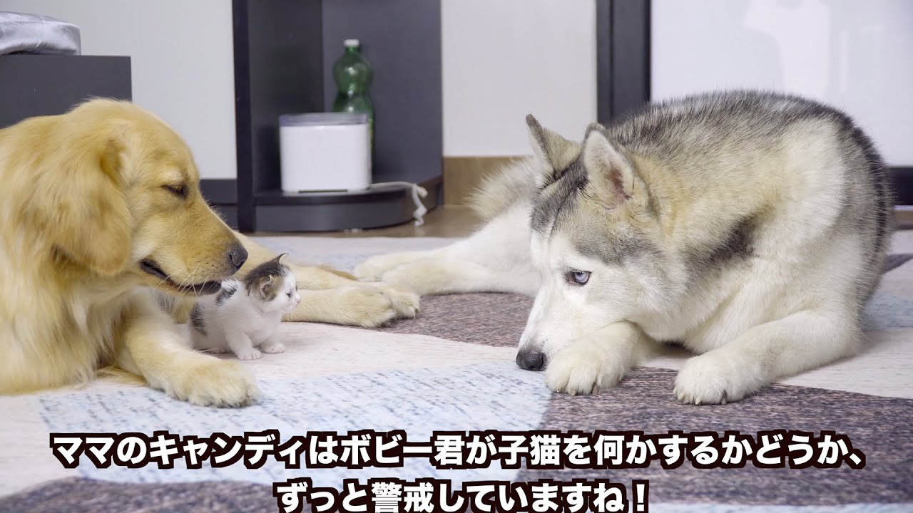 確認用 温泉犬 パネル生地(ゴールデンレトリバー?・ハスキー 確認用 温泉犬 パネル生地(ゴールデンレトリバー?・ハスキー