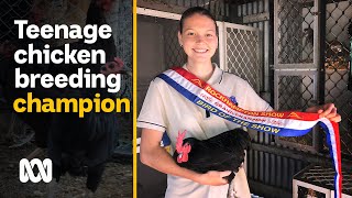 Chickenbreeding teenager is spending isolation with 240 chickens | ABC Australia