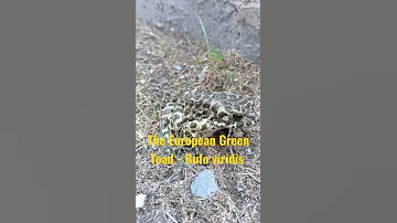 Broasca rรขioasฤ verde the European green toad - Bufo viridis