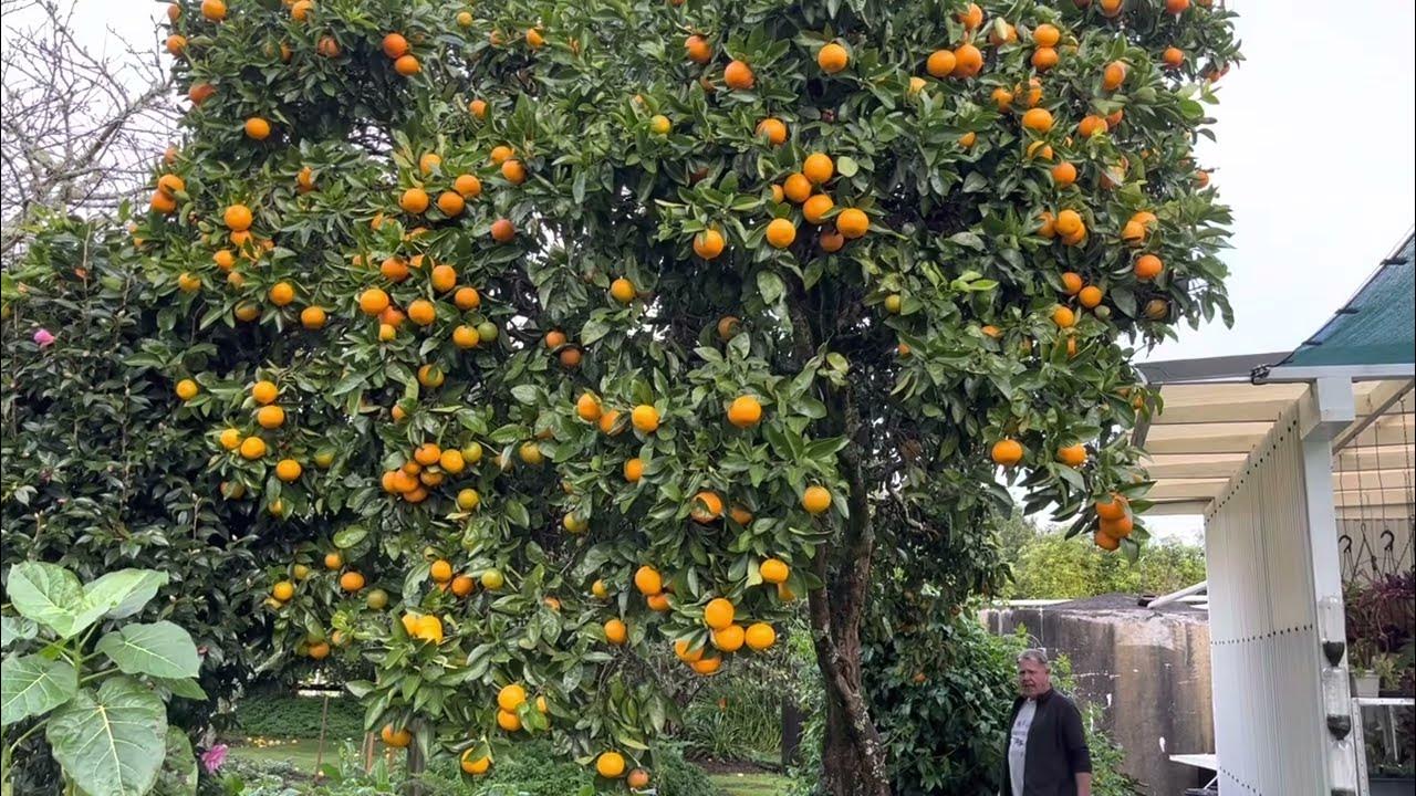 What are we up to today?Checking out Fruit Trees on a Wet Winter