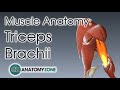 Triceps | Muscle Anatomy