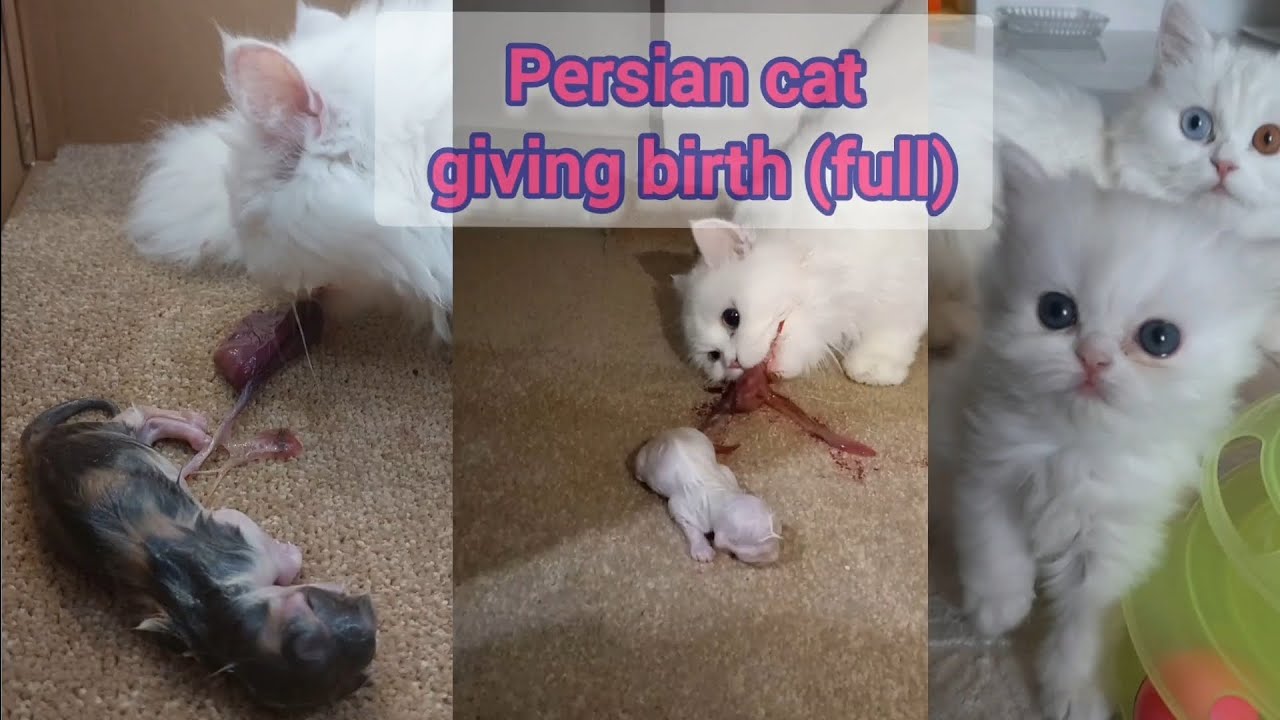 Persian Cat Giving birth YouTube