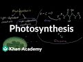 Photosynthesis Unveiled: The Process That Powers Life on Earth