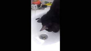 CUTE cat drinking water from Faucet | Кот пьет из под крана