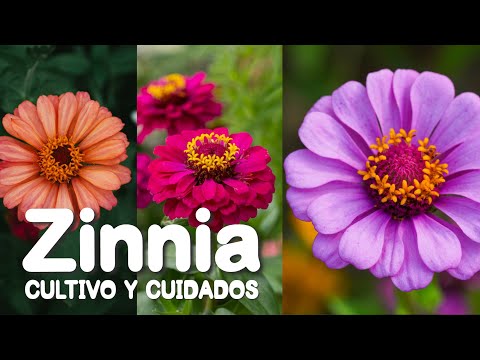 Video: Cuidado de las plantas de zinnia mexicana: cómo cultivar flores de zinnia mexicana
