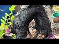 M302 gl cây cẩm thị thuần châu LH 0707713796 Khương bonsai