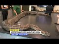 Largest Burmese python in Florida history discovered in the Everglades