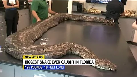 Largest Burmese python in Florida history discovered in the Everglades