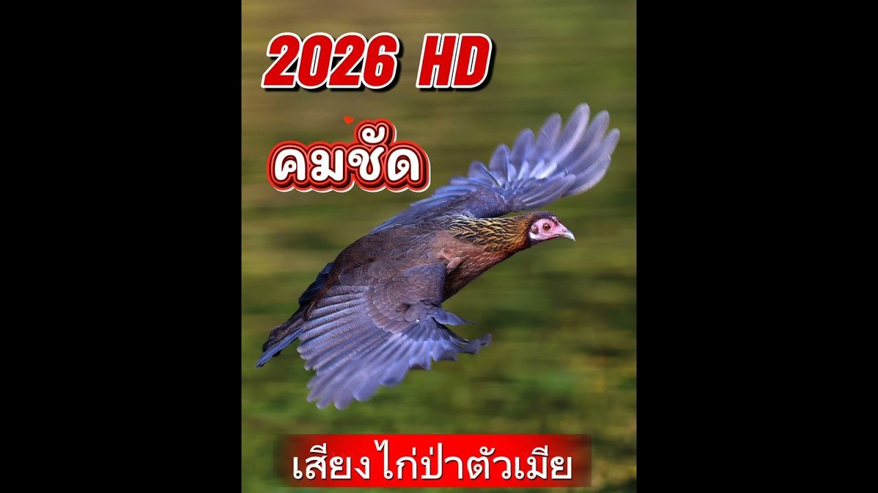 #เสียงแม่ไก่ป่าร้อง คมดีชัด#Tiếng gà rừng mái kêu