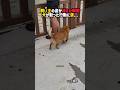 愛犬だけが不安になった理由