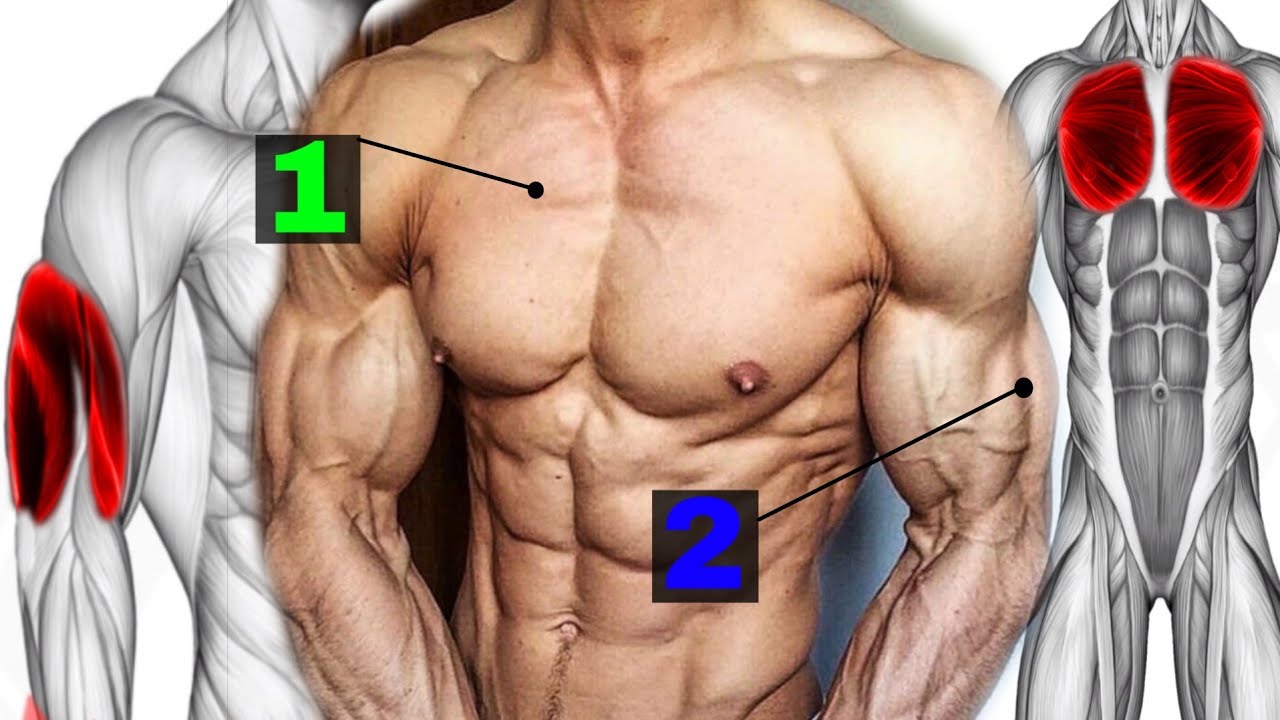 تمارين الصدر وترايسبس في نفس اليوم لزيادة الكتلة عضلية ( جدول تدريبي ) Chest - Triceps