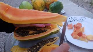 #papaya#ağaçkavunu | PAPAYA NASIL YENİR&papaya nasıl meyveler Resimi