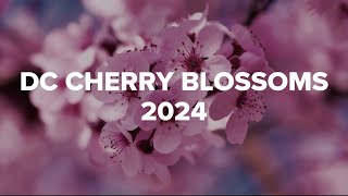 DC Cherry Blossoms 2024 | A WUSA9 Special Report