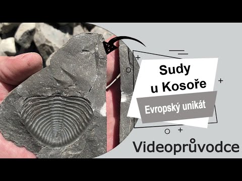 Video: Je Gnetum živá fosilie?