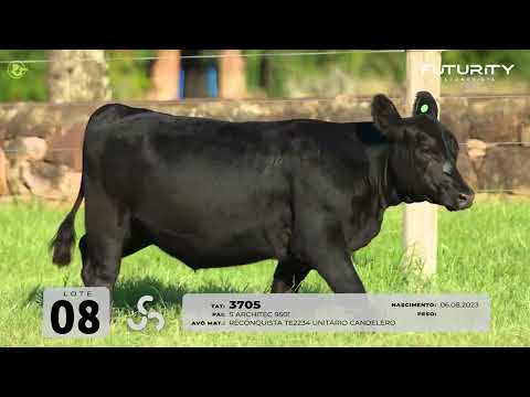 LOTE 08   TAT 3705 F Angus