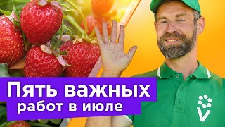 ЧТО ДЕЛАТЬ С КЛУБНИКОЙ ПОСЛЕ ПЛОДОНОШЕНИЯ? 5 важных работ, от которых зависит будущий урожай