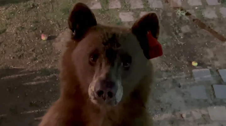 Mama Bear and Cubs Say Hello || ViralHog